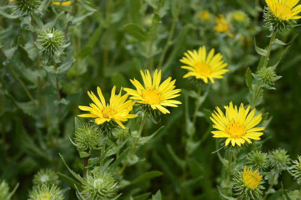 Dog Itchy Paws At Home Remedy With Gumweed (Grindelia Robusta and Grindelia Squarrossa)