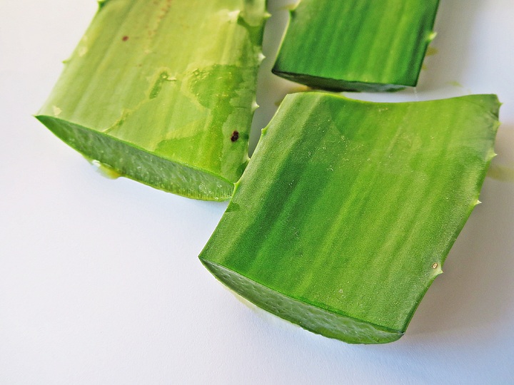 Dog Itchy Paws At Home Remedies With Aloe Vera