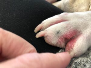 Why Do Dogs Lick Their Paws? At Home Remedy for Dog Itchy Paws