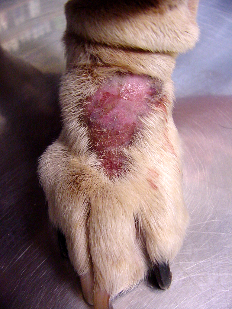 Why Do Dogs Lick Their Paws? Dog Paw Injury