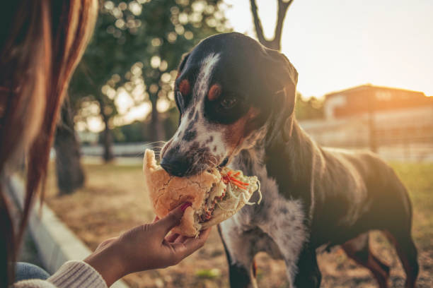 Can Dogs eat Burgers