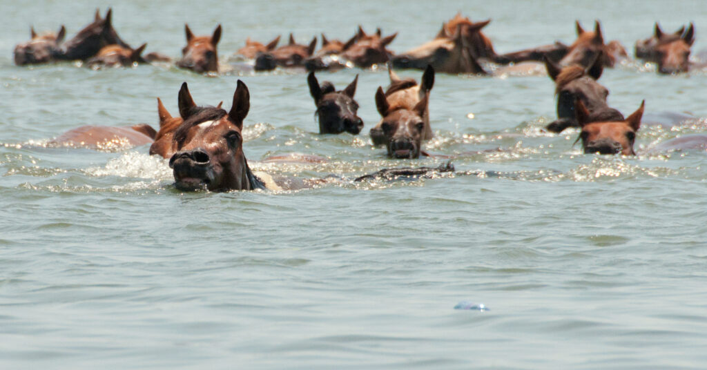 Can Horses Swim & Important Things To Know About Horses Swimming!