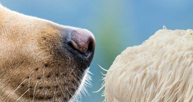 How Much Lion’s Mane to Give to Dog Lion’s Mane Mushroom Benefits For Dogs