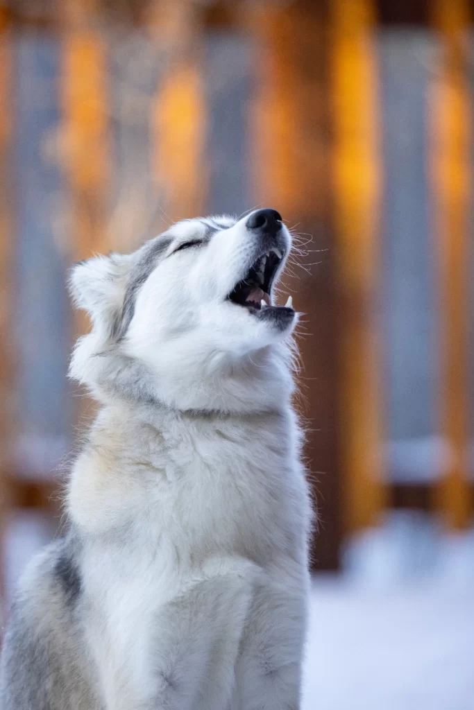 Why Are Huskies So Dramatic and Reactive
