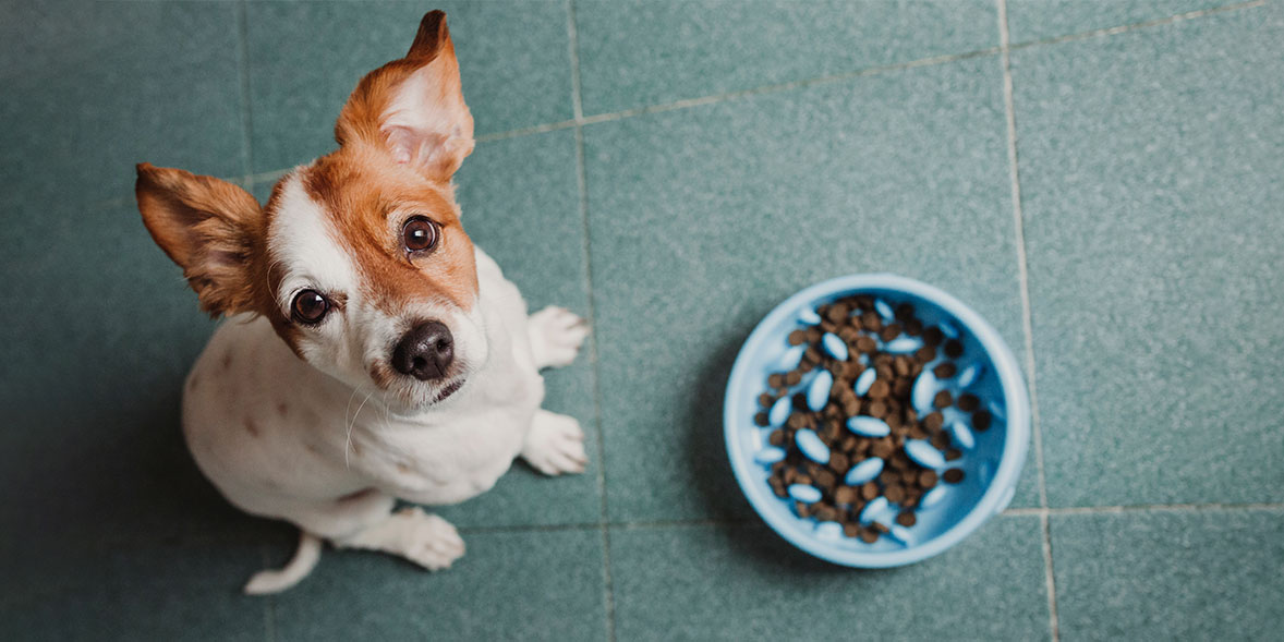 8 Best Slow Feeder Dog Bowls