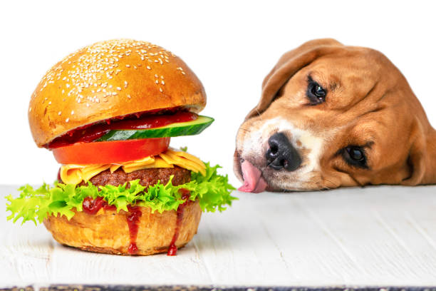 Can Dogs eat Burgers