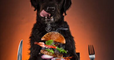 can Dogs eat Burgers