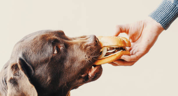 Can Dogs eat Burgers