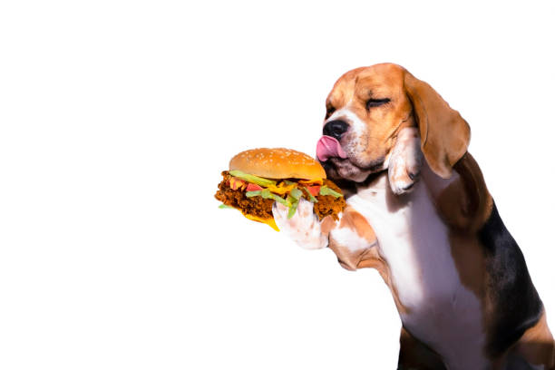 Can Dogs eat Burgers