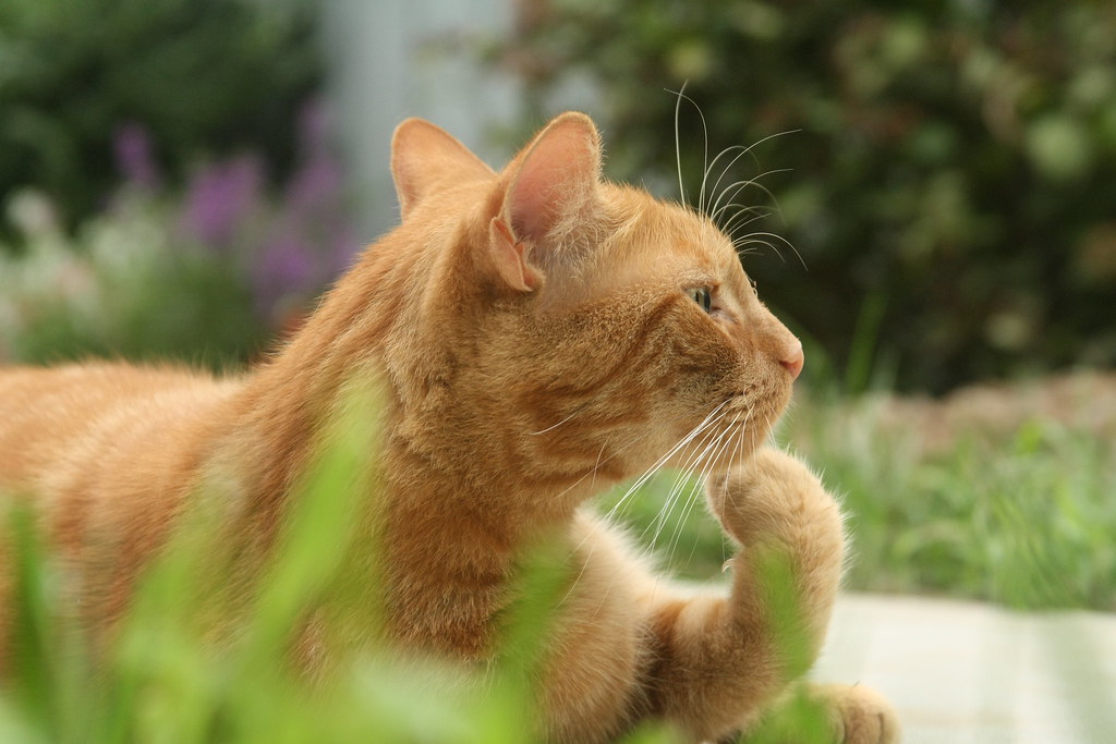 Are Cats Ticklish 8 Spots Cats Like Being Tickled