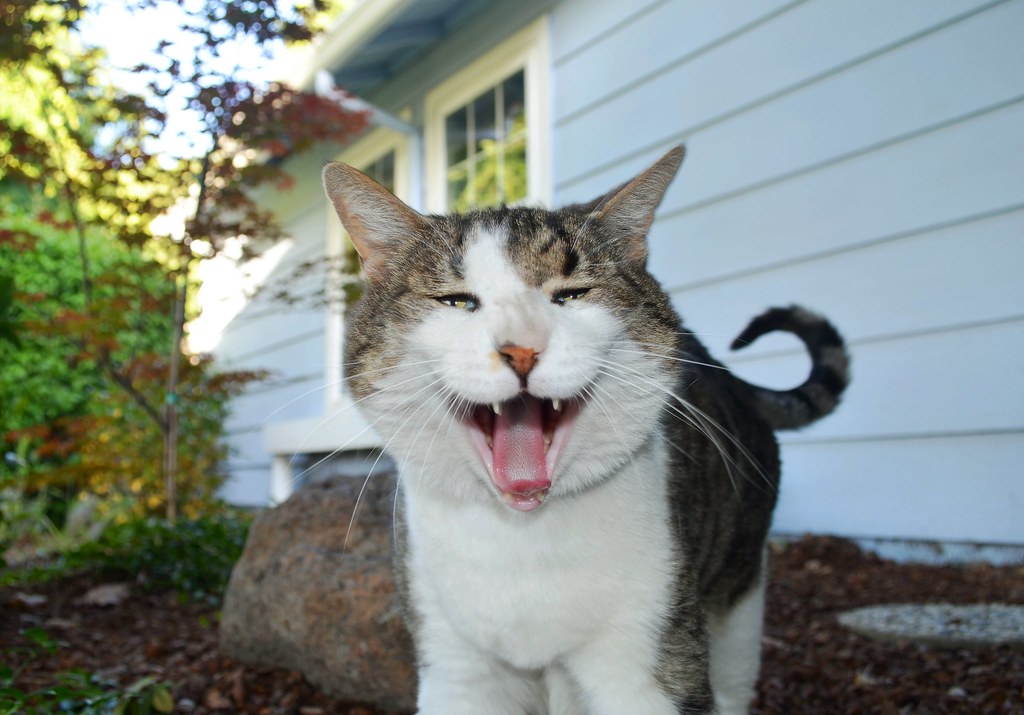 Are Cats Ticklish 8 Spots Cats Like Being Tickled