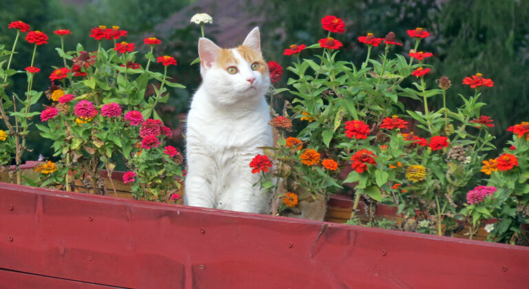 Are Peonies Poisonous To Cats? 8 Facts You Need to Know