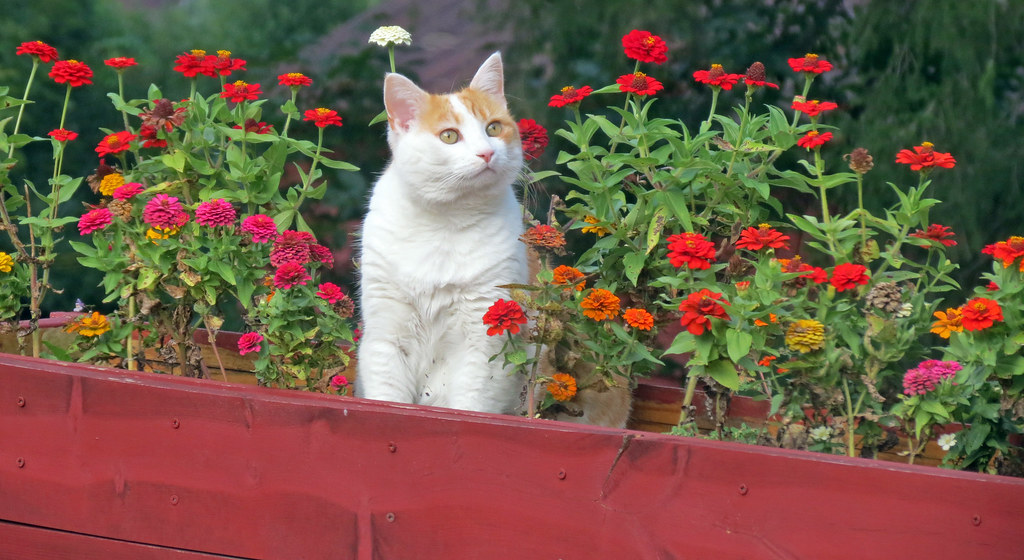 Are Peonies Poisonous to Cats? Understanding the Potential Risks