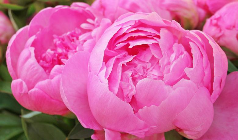 Are Peonies Poisonous to Cats? Understanding the Potential Risks; Are Peony Flowers Poisonous to Cats? Unveiling the Truth About Pet Safety