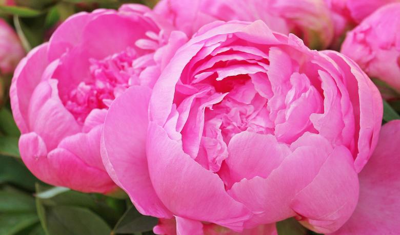 Are Peonies Poisonous to Cats? Understanding the Potential Risks