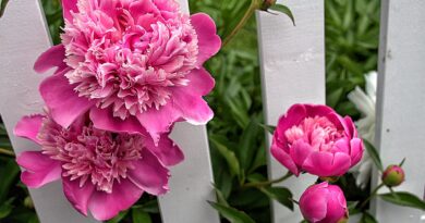 Are Peonies Poisonous To Cats? What You Need to Know