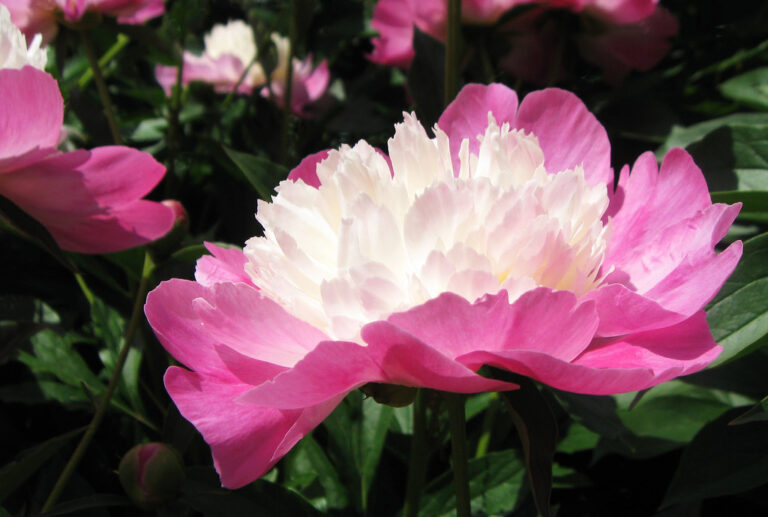 Are Peonies Poisonous To Cats? 8 Facts You Need to Know