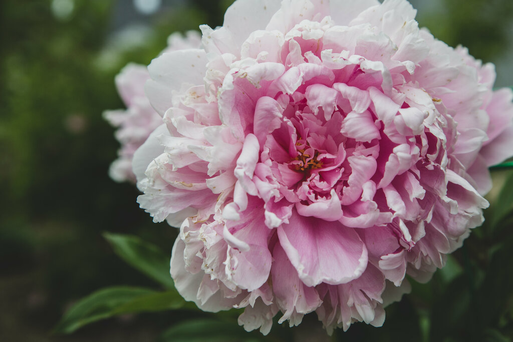 Are Peonies Poisonous To Cats? What You Need to Know