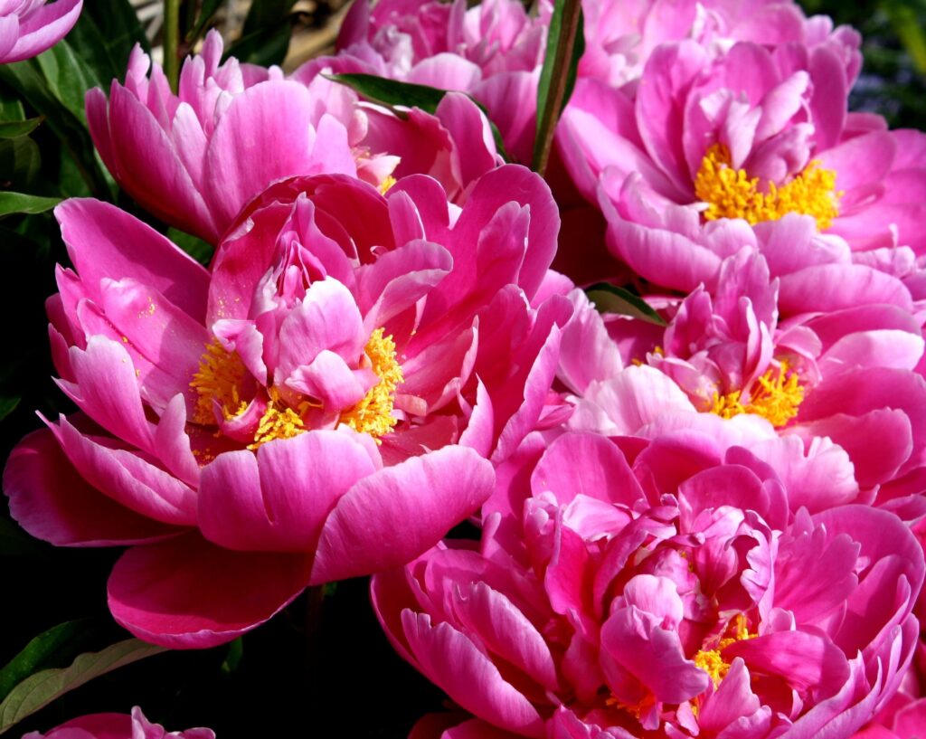Are Peonies Poisonous to Cats? Understanding the Potential Risks