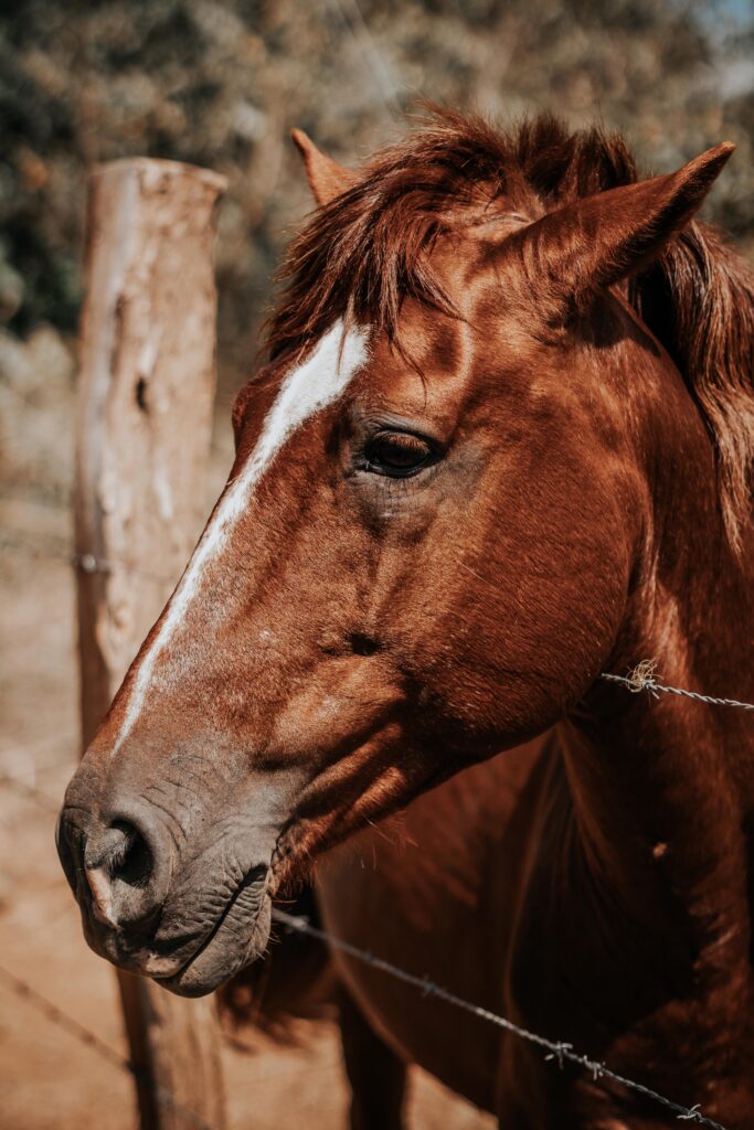 Excede Antibiotic for horses