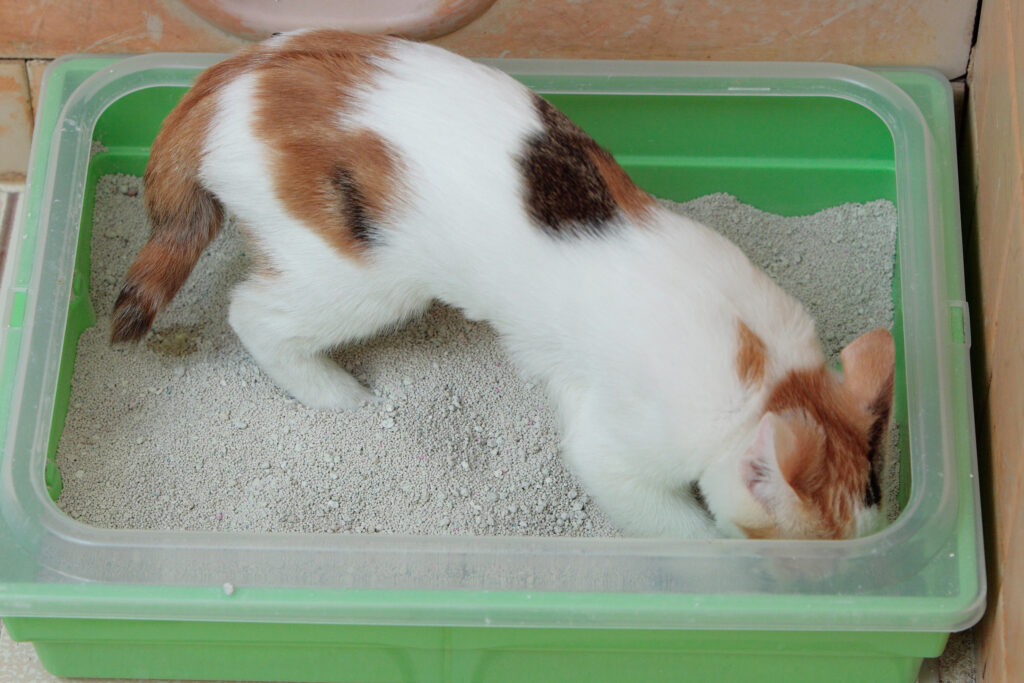 How Often to Change Cat Litter? how to dispose off cat litter?