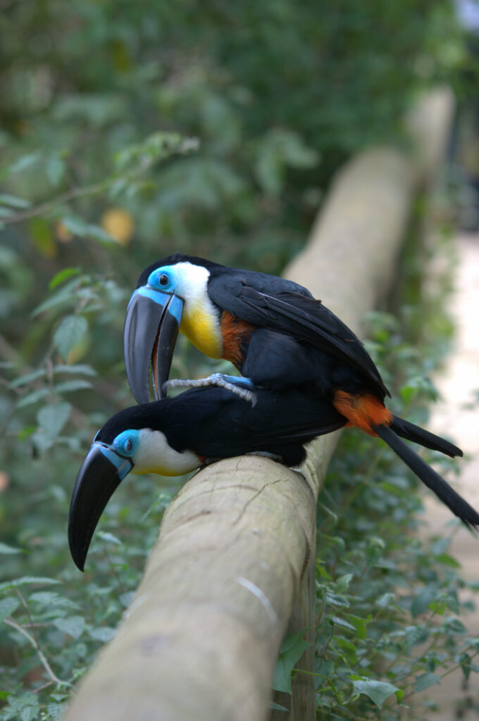 How do birds mate? (And Do Birds Mate With Other Species?) Birds Mating process