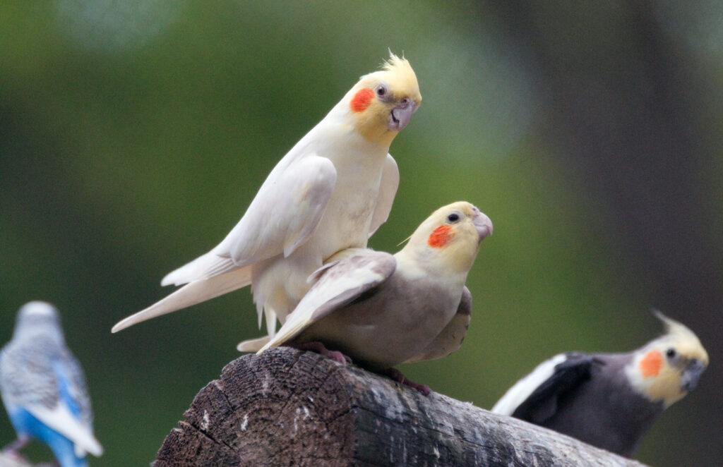 How do birds mate? (And Do Birds Mate With Other Species?) Birds Mating process