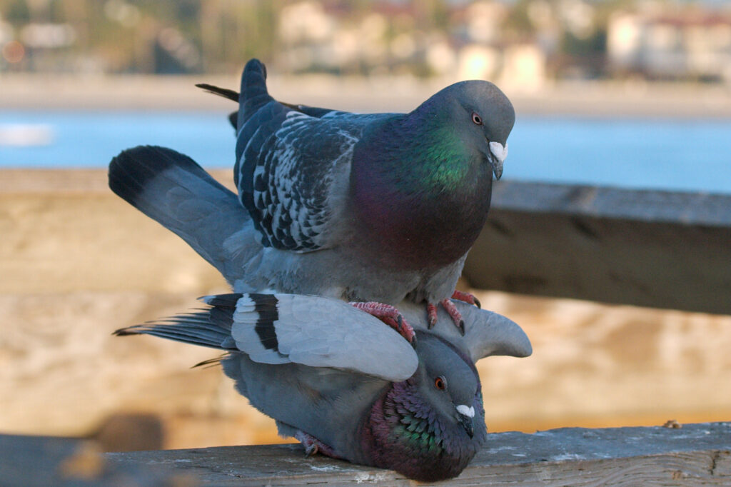 How do birds mate? (And Do Birds Mate With Other Species?) Birds Mating process