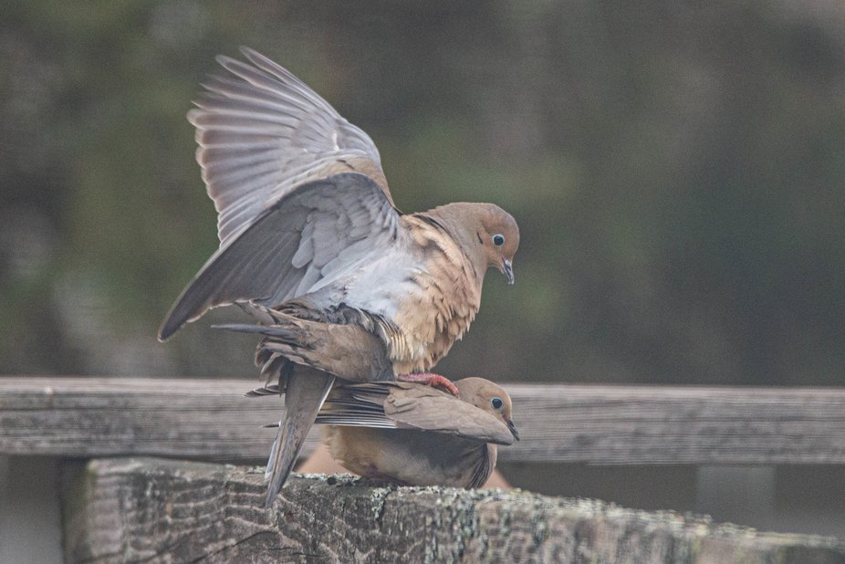 How do birds mate? (And Do Birds Mate With Other Species?) Birds Mating process