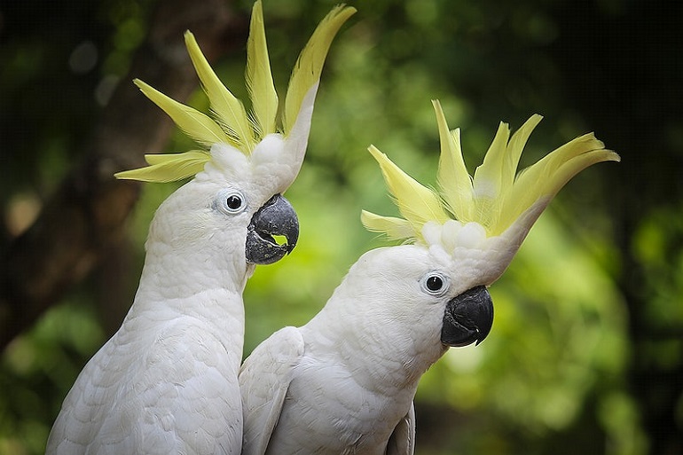 How do birds mate? (And Do Birds Mate With Other Species?) Birds Mating process