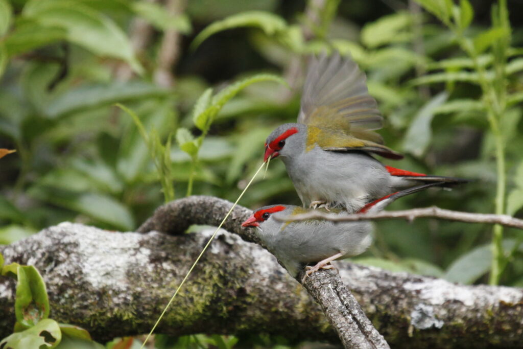 How do birds mate? (And Do Birds Mate With Other Species?) Birds Mating process