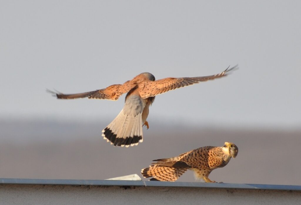 How do birds mate? (And Do Birds Mate With Other Species?) Birds Mating process