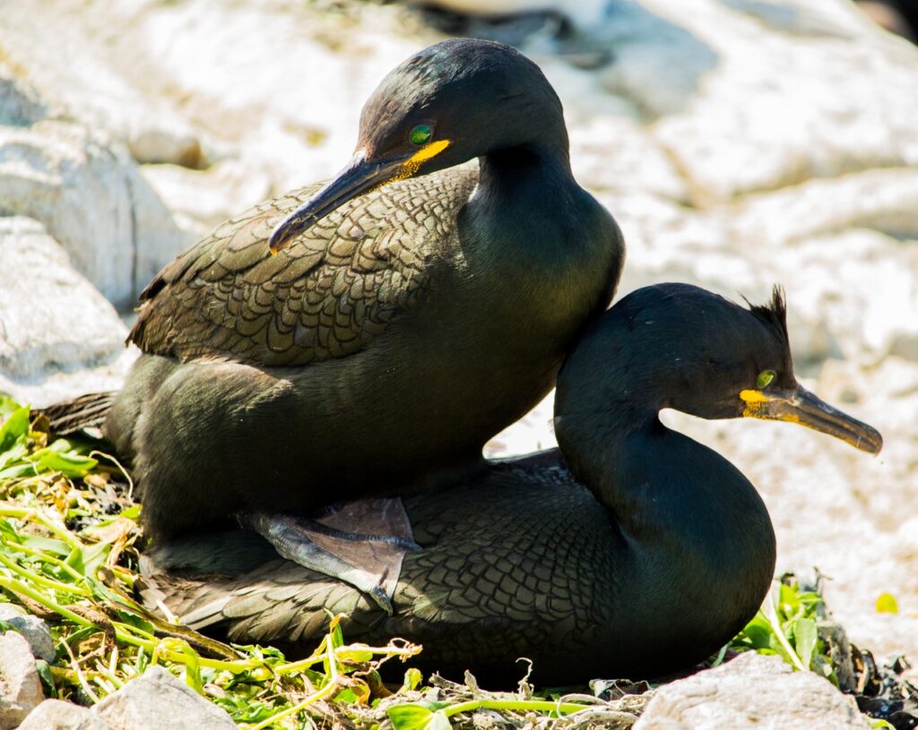 How do birds mate? (And Do Birds Mate With Other Species?) Birds Mating process