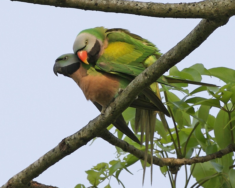 How do birds mate? (And Do Birds Mate With Other Species?) Birds Mating process