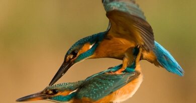 How do birds mate? (And Do Birds Mate With Other Species?) Birds Mating process