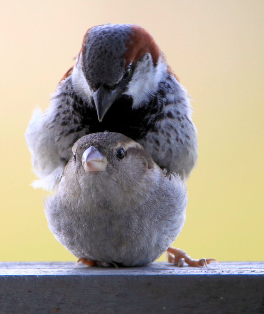 How do birds mate? (And Do Birds Mate With Other Species?) Birds Mating process; How Do Birds Reproduce: A Fascinating Journey into Avian Reproduction