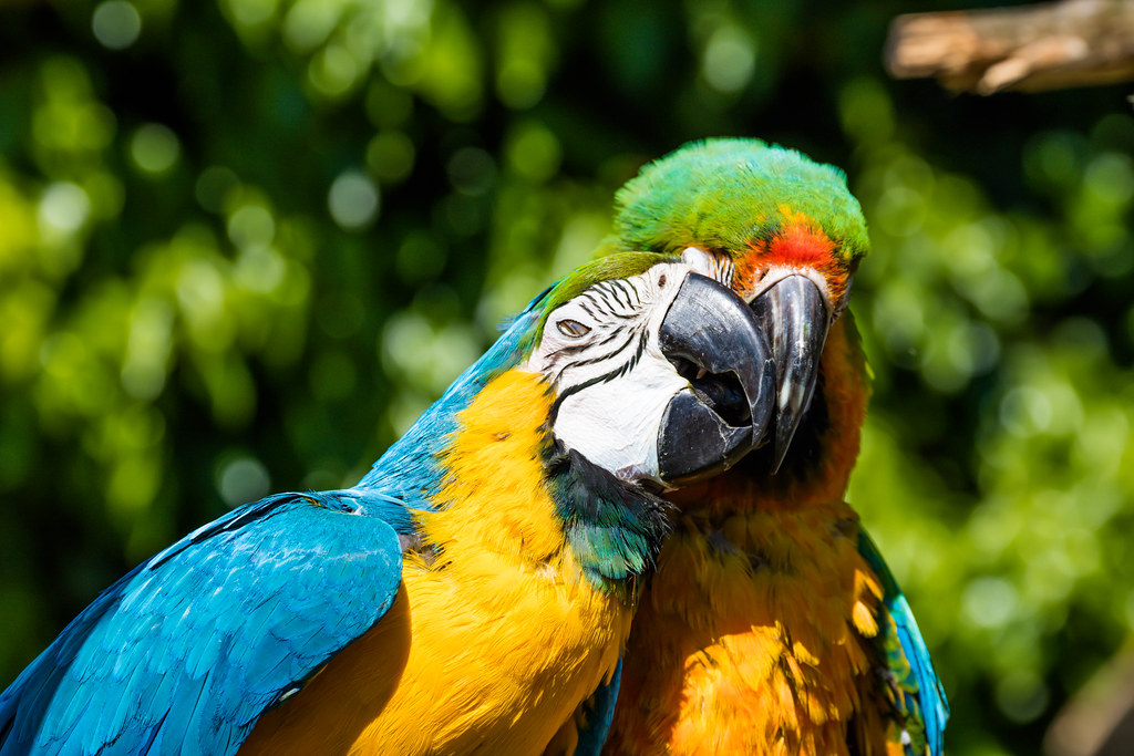 How do birds mate? (And Do Birds Mate With Other Species?) Birds Mating process