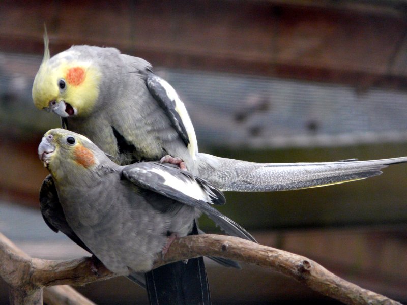 How do birds mate? (And Do Birds Mate With Other Species?) Birds Mating process; How Do Birds Reproduce: A Fascinating Journey into Avian Reproduction