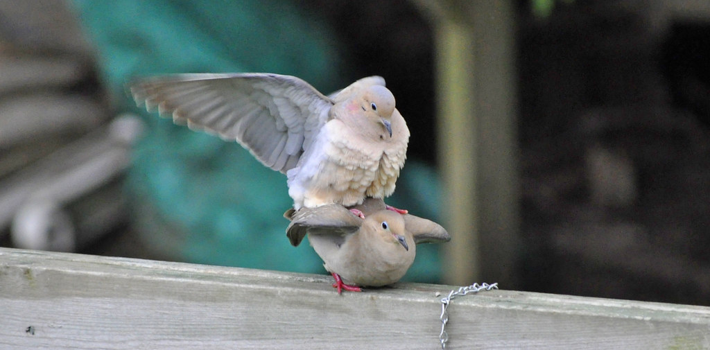 How do birds mate? (And Do Birds Mate With Other Species?) Birds Mating process