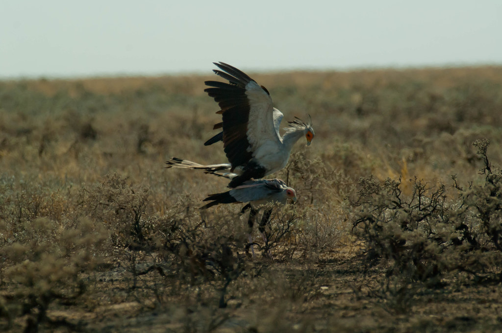 How do birds mate? (And Do Birds Mate With Other Species?) Birds Mating process