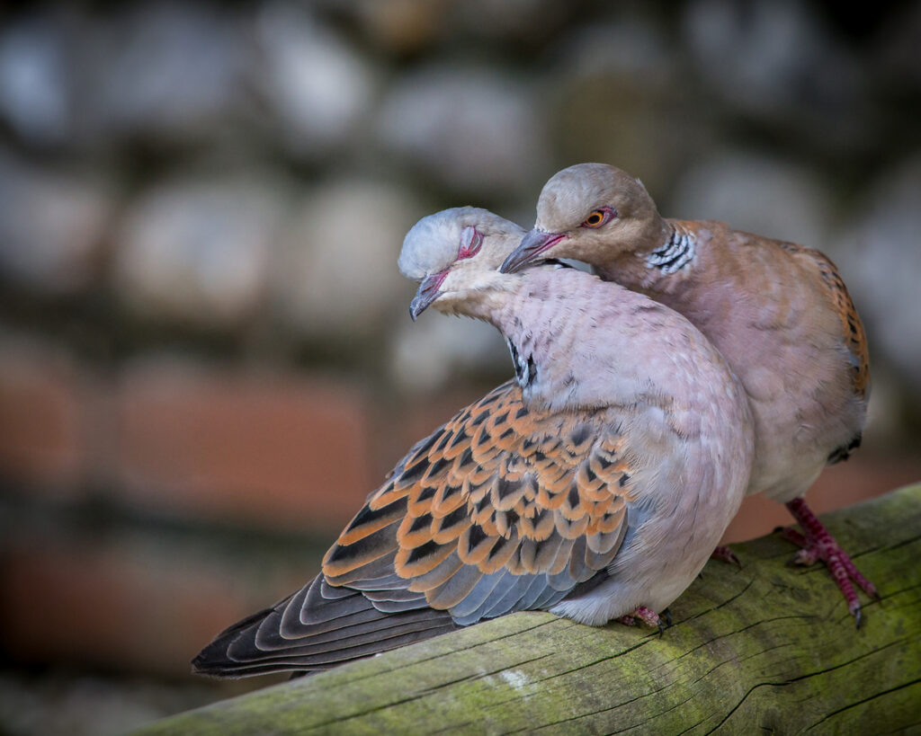 How do birds mate And Do Birds Mate With Other Species Birds Mating process