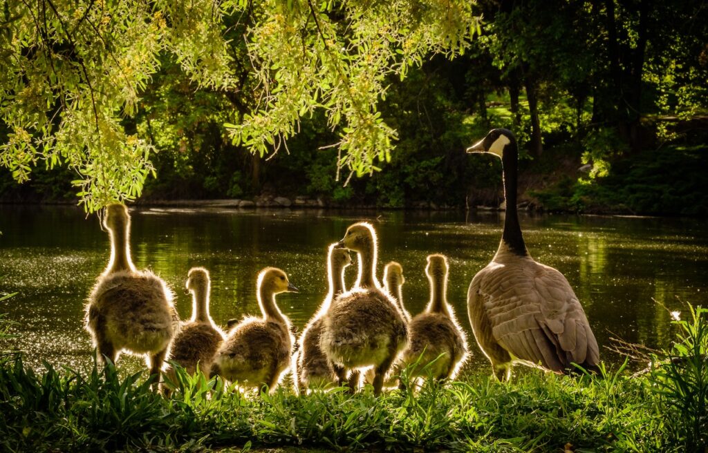 How do birds mate And Do Birds Mate With Other Species Birds Mating process