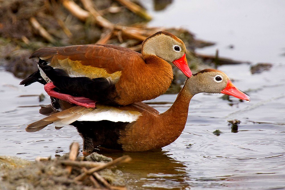 How Do Birds Mate And Do Birds Mate With Other Species Birds Mating Process 8 