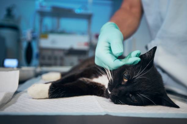 cystotomy in cats: The all Ins and Outs in 5 mints