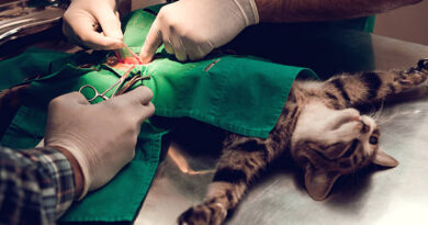 cystotomy in cats