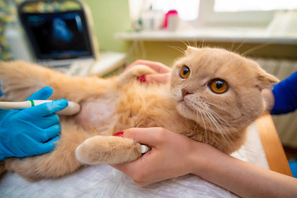 cystotomy in cats