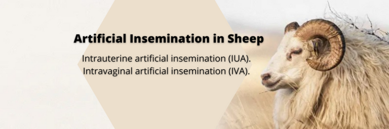 The Pros And Cons Of Artificial Insemination In Sheep Yaafur