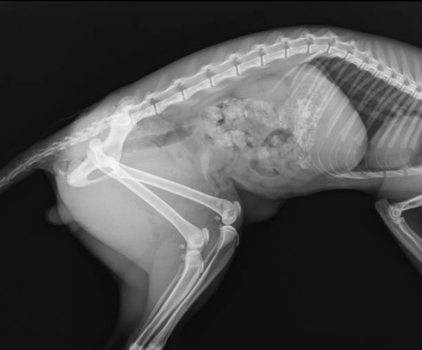 dog x-ray