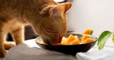 Can Cats Eat Mangoes