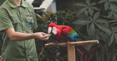 Can birds eat pistachios Benefits and Feeding Tips